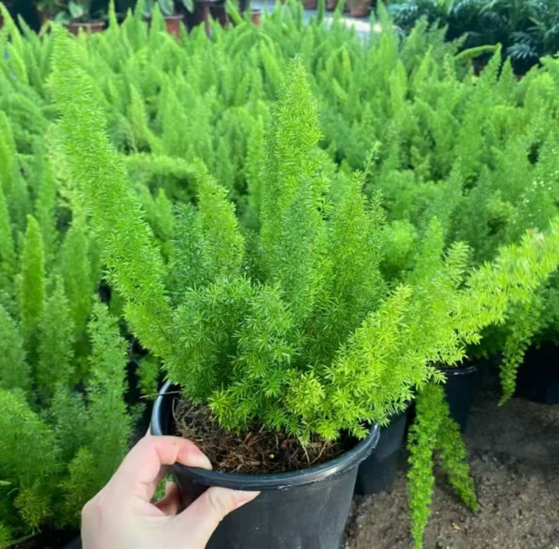 狐尾天门冬常青