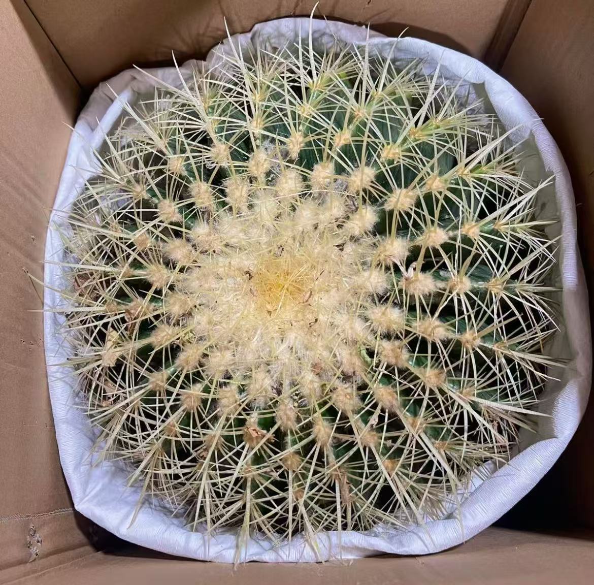 大金虎盆栽